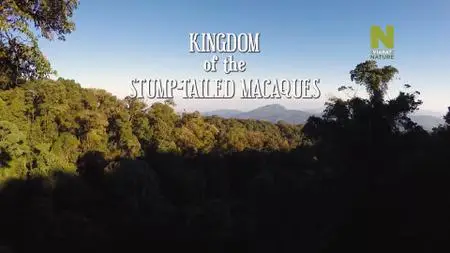 Kingdom of the Stump - tailed Macaques (2020)