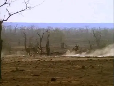Attack! Pursuit of Africa's Maneaters - Lions (2001) DVDRip