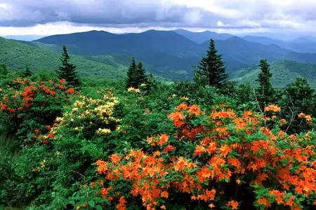 Wild Flowers Widescreen Wallpapers