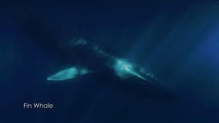 The Loneliest Whale: The Search for 52 (2021)