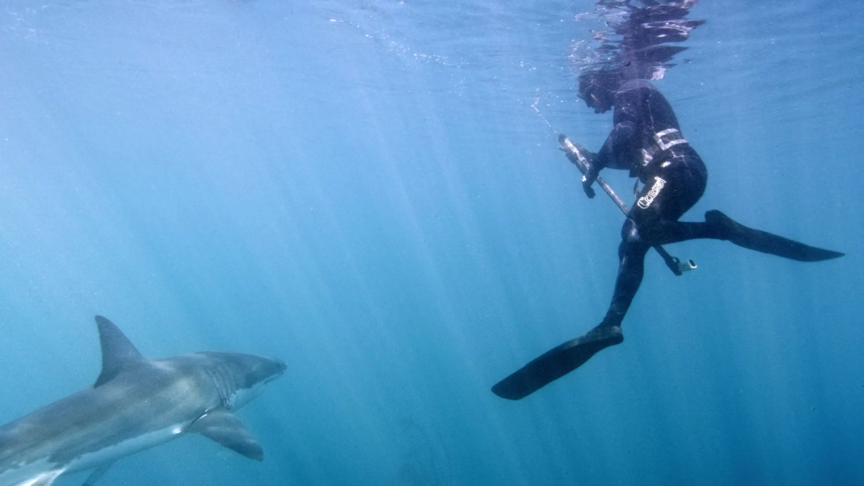 Great White Shark (2013)