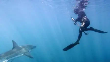 Great White Shark (2013)