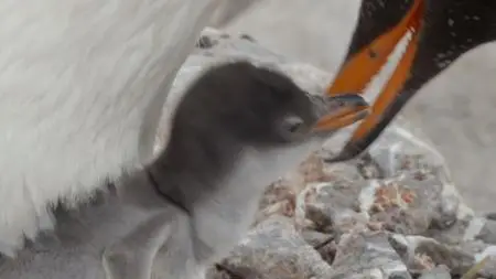 BBC Natural World - Penguin Post Office (2014)