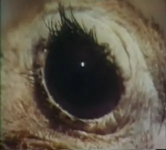 The Searching Eye (1964)