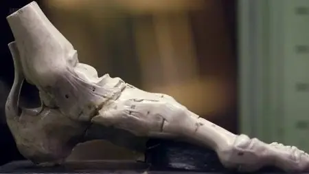 BBC - Dissected (2014)