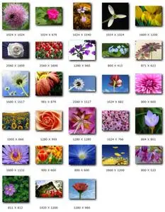 28 HQ Images of Flowers Vol 4