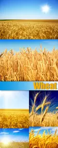 Stock Photo - Wheat