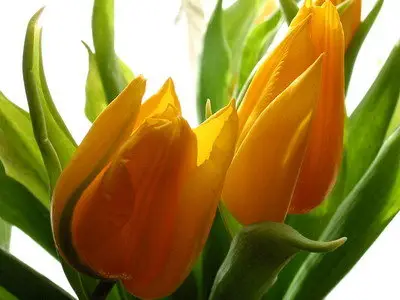 much flowers - tulips