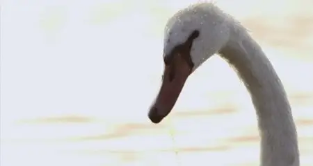 BBC - Good Swan, Bad Swan: Dancing Swan Lake (2014)