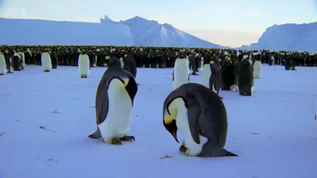 Natural World S37E01