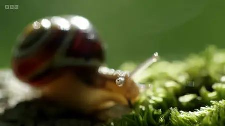 Natural World S37E01