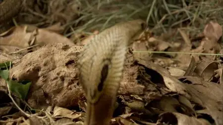 BBC Natural World - One Million Snake Bites (2011)