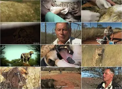 Cheetah Kingdom - S01E07