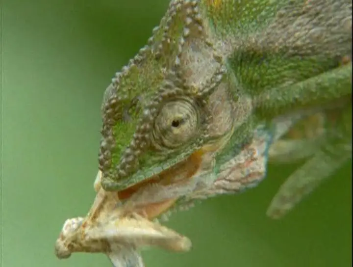 Прирожденные охотники. Диск 2