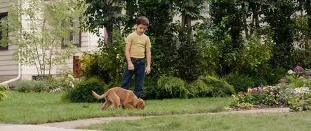 A Dog's Purpose (2017)