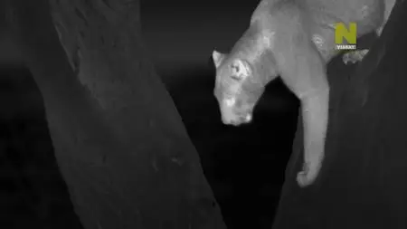ZDF - Africa's Hunters of the Night (2021)