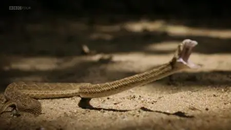 BBC - Natural World: One Million Snake Bites (2011)