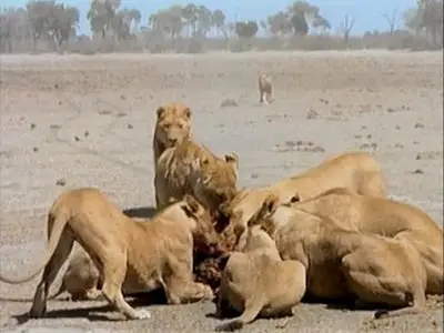 Attack! Pursuit of Africa's Maneaters - Lions (2001) DVDRip