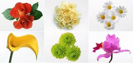Datacraft Sozaijiten Vol. 078 - Floral Shapes