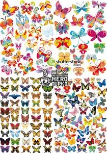Vector All Butterflies