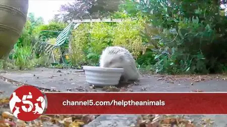 Ch5. - Save The Hedgehogs For Help The Animals (2019)