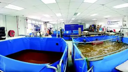Biofloc Technology for High Intensity Indoor Shrimp Farming