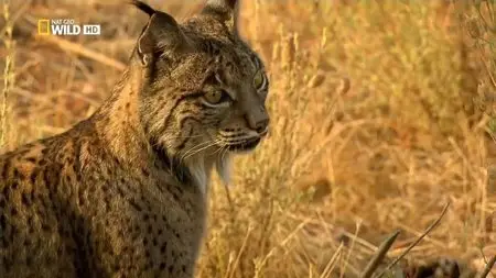National Geographic - Mystery of the Lynx (2012)