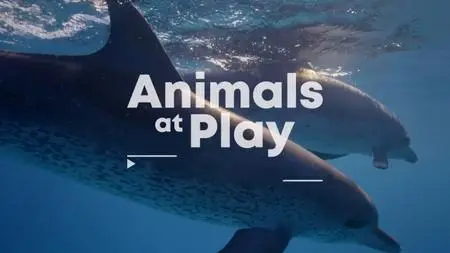 BBC - Animals at Play (2019)