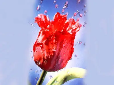 much flowers - tulips