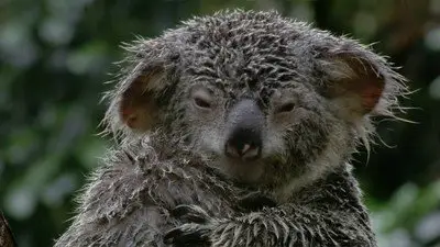 PBS - Nature: Cracking the Koala Code (2012)