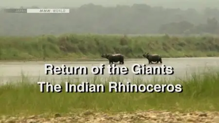 NHK Wildlife - Return of the Giants: The Indian Rhinoceros (2012)