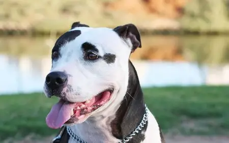 Dog's Best Friend - Wallpapers