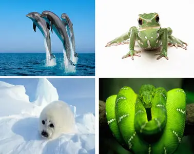 24 Animal  Wallpapers