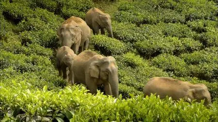 BBC Earth - Hidden India (2016)