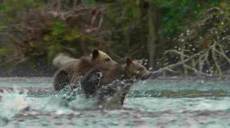 Bears (2014)