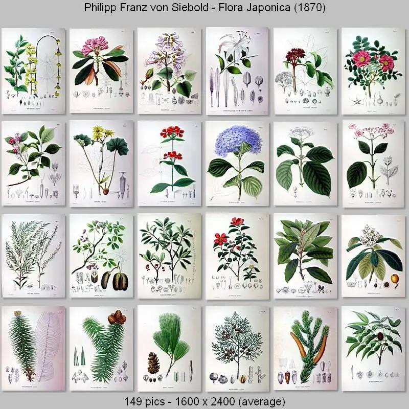 Philipp Franz von Siebold - Flora Japonica (1870)