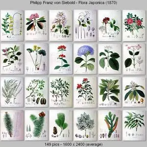  Philipp Franz von Siebold - Flora Japonica (1870)