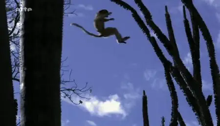 (Arte) Madagascar (2011)