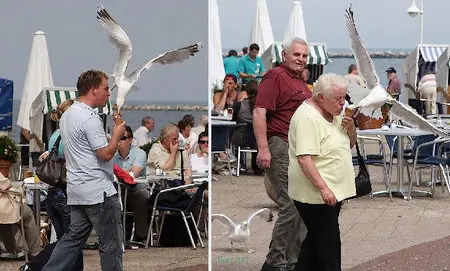 Фотографии чаек, ворующих мороженное у прохожих.