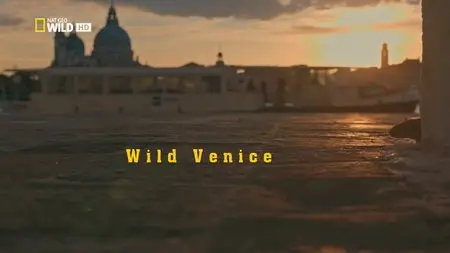 National Geographic - Wild Venice (2015)