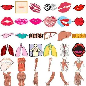 Clipart Series #4 Anatomy 