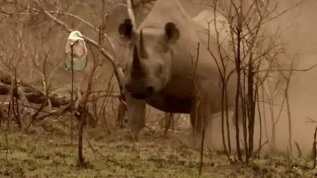 BBC Natural World - Flight of the Rhino (2013)