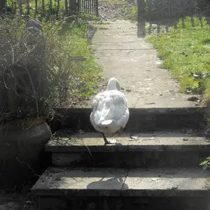 Pilote - The Slowdown: Epilogue (2014)