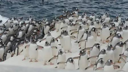 BBC Natural World - Penguin Post Office (2014)