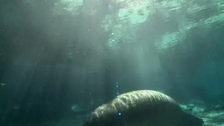 Hamilton's Journey: Manatees in a New Light (2014)