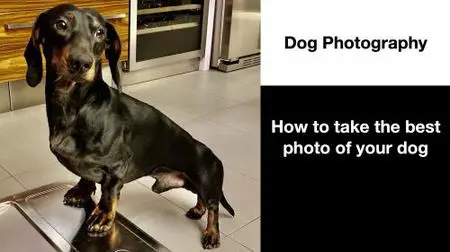 How to take the best photos of your dogs - Dog Photography