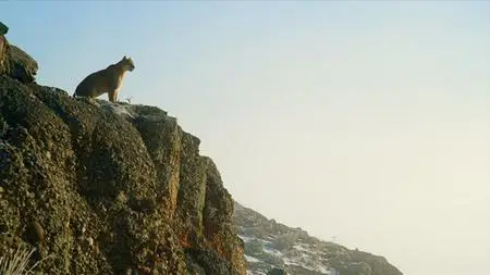 PBS Nature - Pumas: Legends of the Ice Mountains (2021)