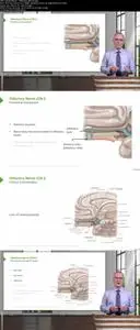 Brain and Nervous System—Anatomy