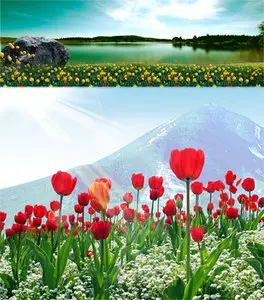 PSD templates - Tulips