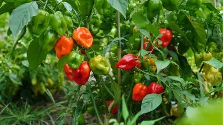 Growing Peppers From Seed To Harvest